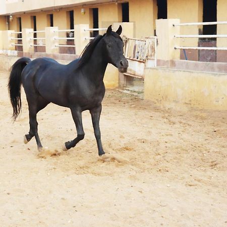 The Farm - Hotel & Horse Riding Kahire Dış mekan fotoğraf