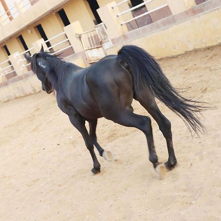 The Farm - Hotel & Horse Riding Kahire Dış mekan fotoğraf