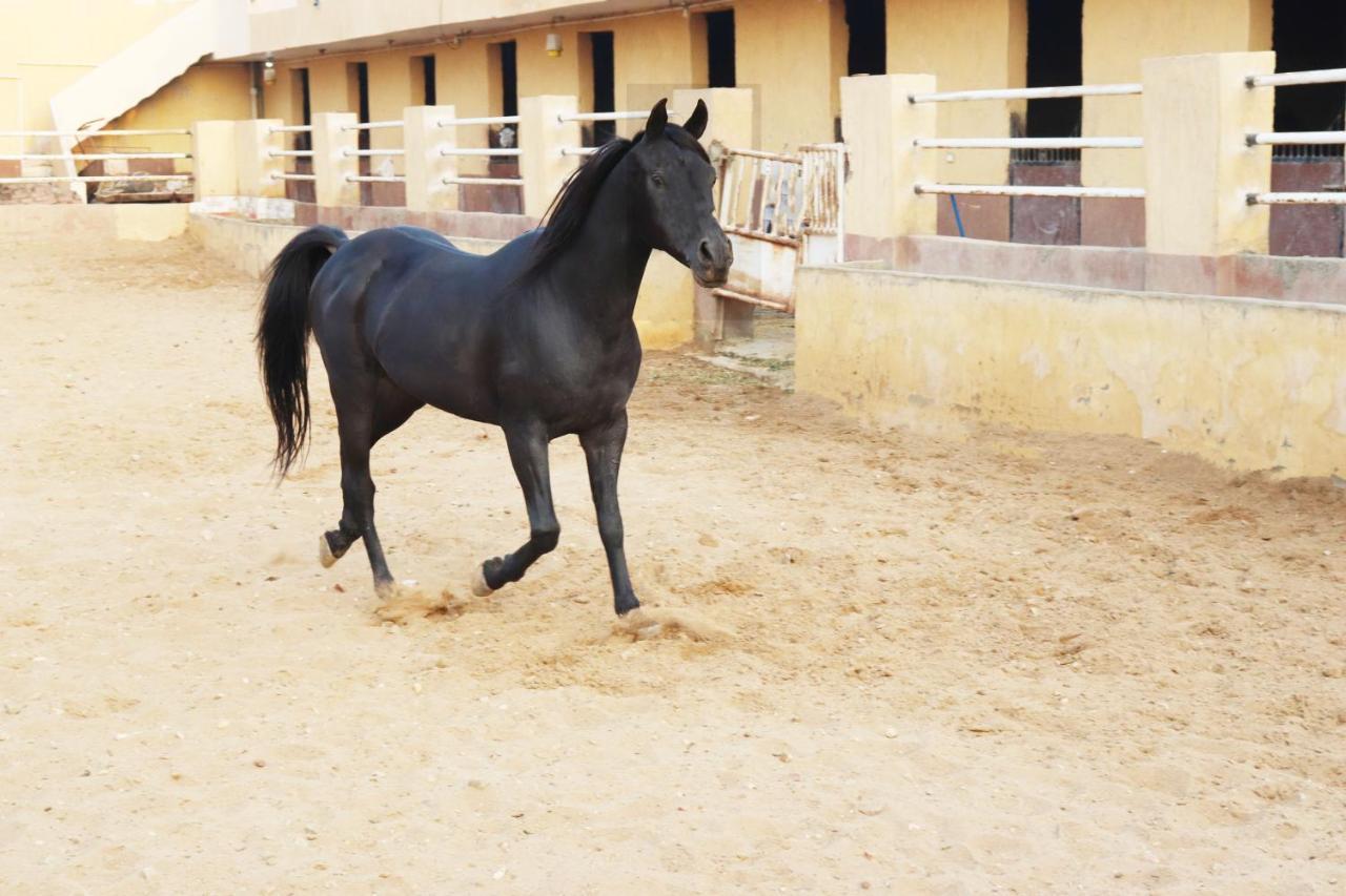 The Farm - Hotel & Horse Riding Kahire Dış mekan fotoğraf