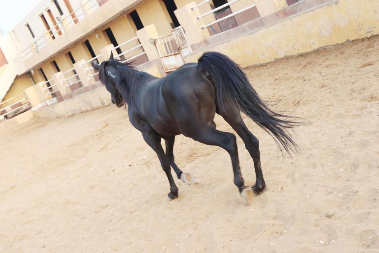 The Farm - Hotel & Horse Riding Kahire Dış mekan fotoğraf